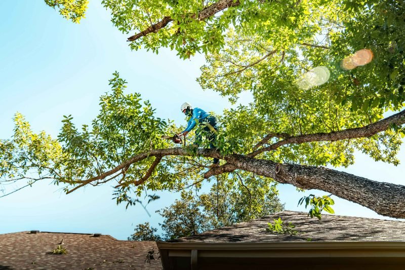 Brush Removal in Sierra Vista