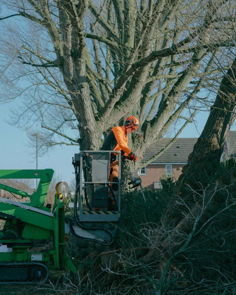 Emergency Tree Service in Sierra Vista