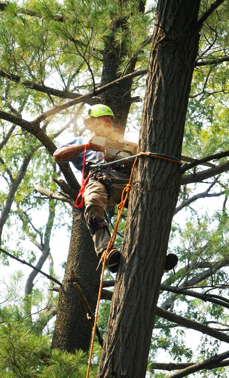 Storm Damage Cleanup in Sierra Vista