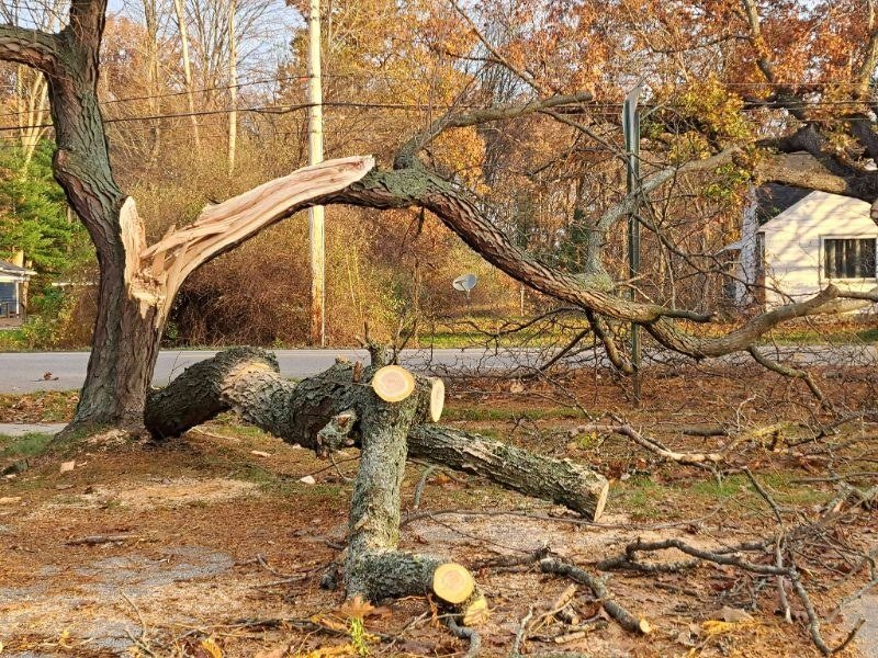 Storm Damage Cleanup services in Sierra Vista, Arizona