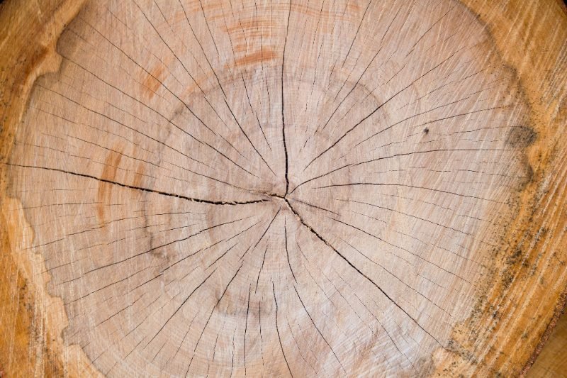 Stump Grinding in Sierra Vista