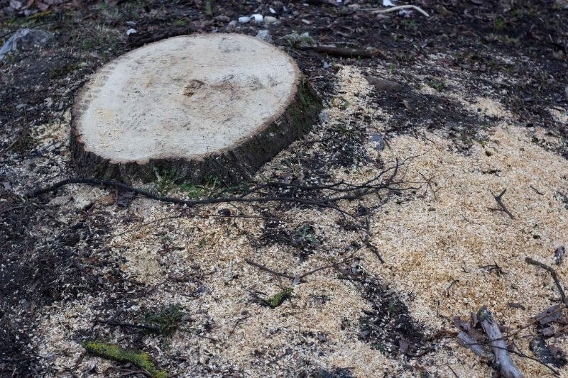 Stump Grinding services in Sierra Vista, Arizona