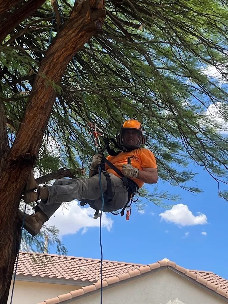 Tree Cabling in Sierra Vista