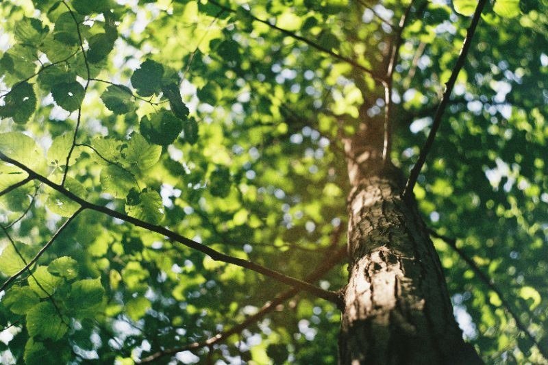 Tree Cabling services in Sierra Vista, Arizona