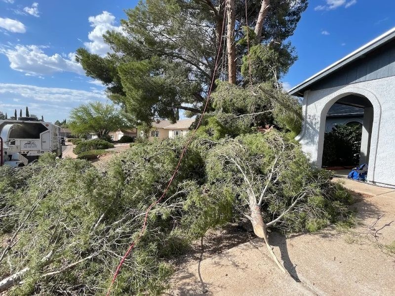 Tree Cutting services in Sierra Vista, Arizona