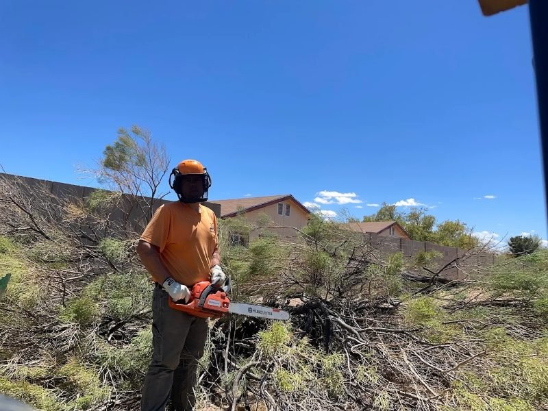 Tree Pruning in Sierra Vista