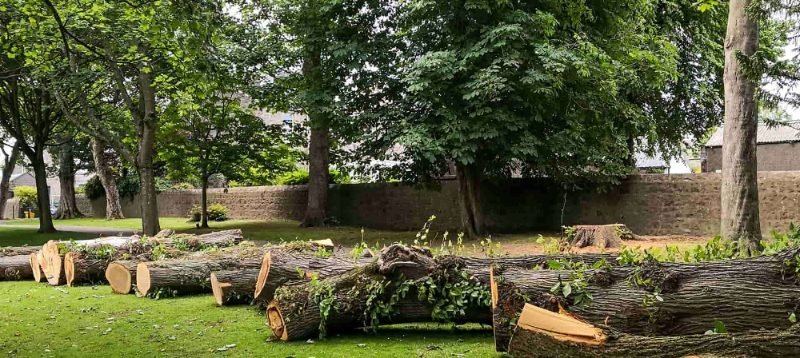 Tree Removal in Sierra Vista