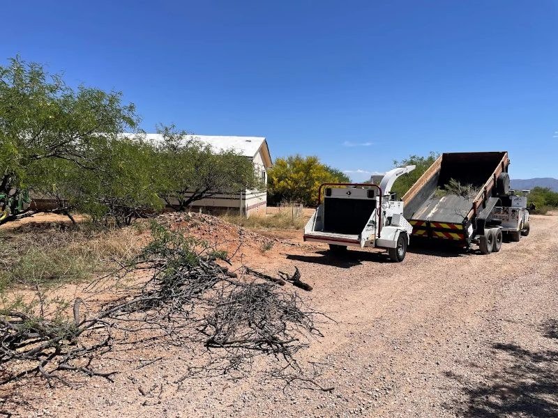 Tree Removal services in Sierra Vista, Arizona