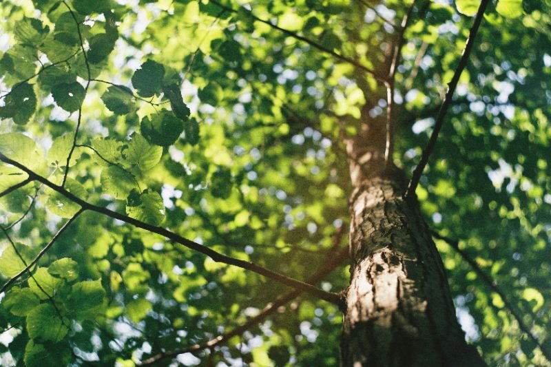 Tree Trimming in Sierra Vista