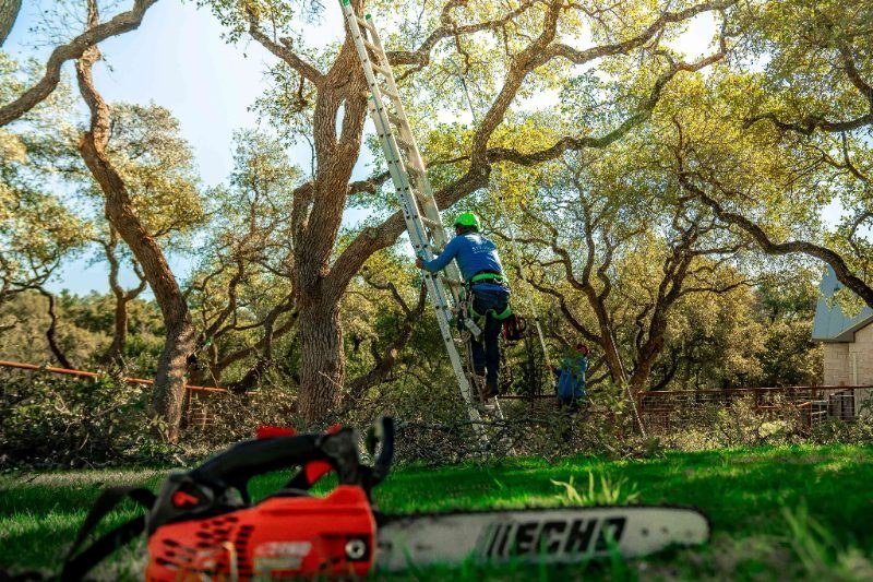 Tree Trimming services in Sierra Vista, Arizona